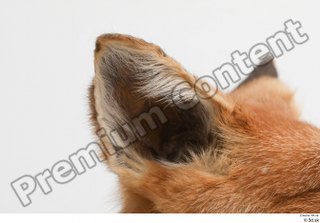 Fox  2 ear 0003.jpg